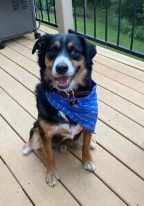 Charlie the Dog