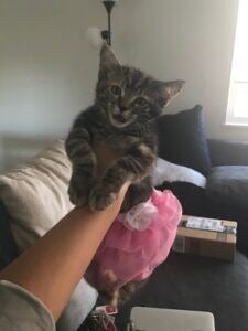Khaleesi the Cat