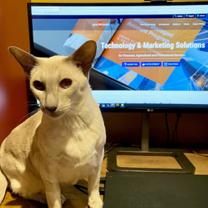 Piper the Siamese Cat
