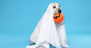 Dog in a ghost costume to convey the point "Bring Quality Posts Back from the Dead"