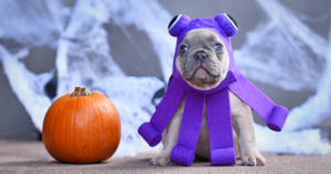 Dog dressed as spider to accompany the point "Optimize to Cast a Wider Web for Search"