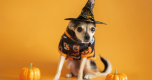 Little dog dressed as a witch to convey the point "Make a Little Magic with Personalized Content"