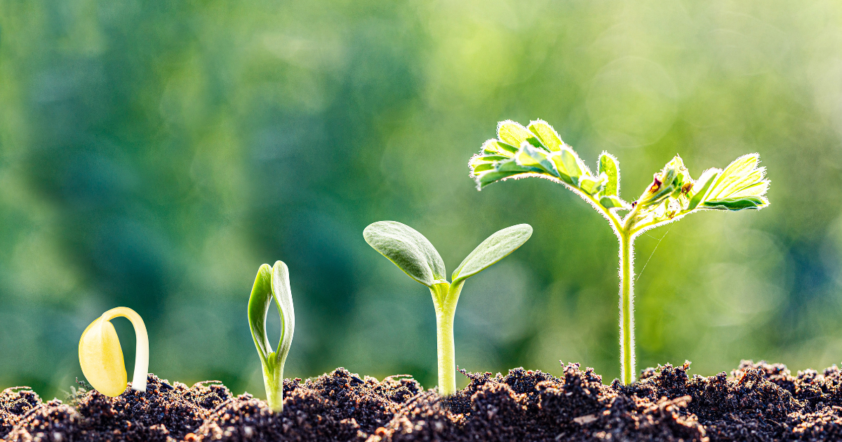 4 stages of a small plant growing in a bed of soil