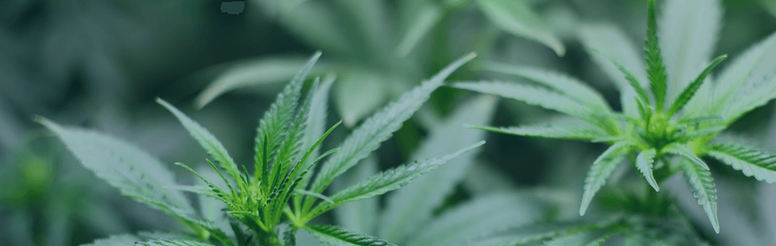Revolution Enterprises Reveals New Website to Address Increasing Cannabis Marketplace Demands