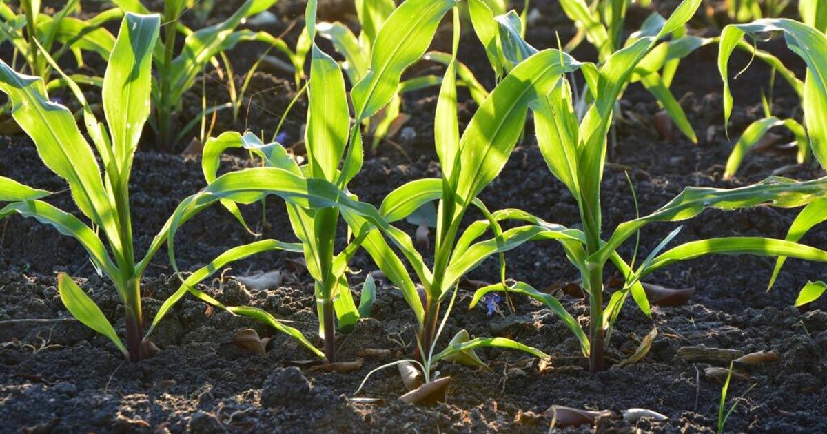 Embracing Sustainable Agricultural Practices