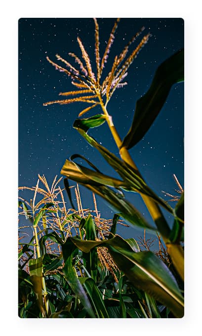 img-bottom-view-corn (2)