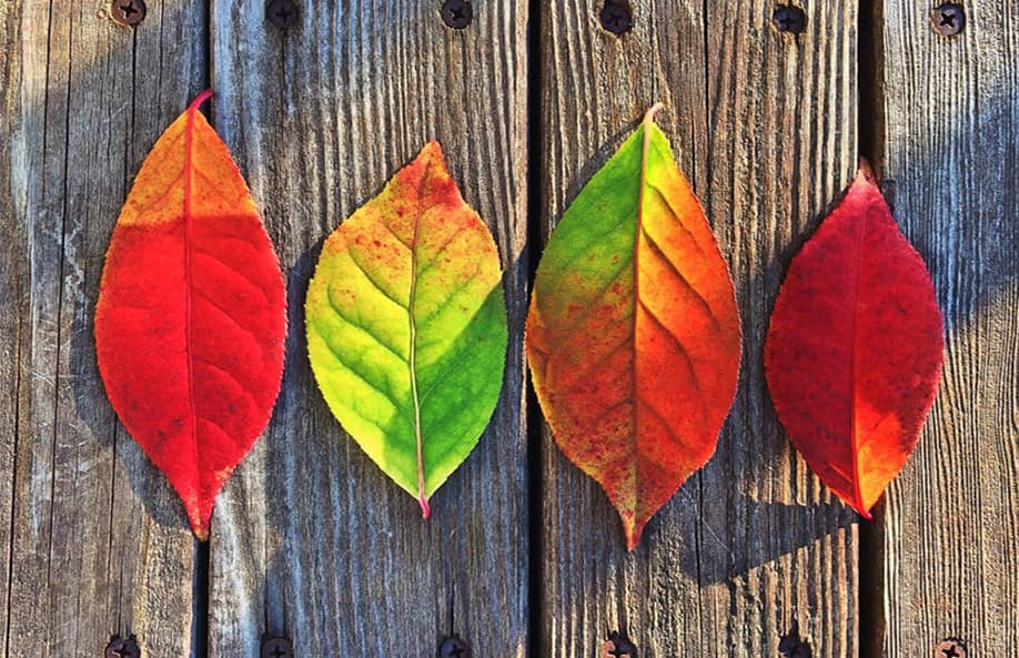 Not Thinking About Fall? Why You Should Get Your Marketing in Order NOW!